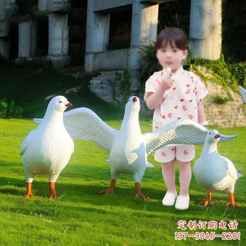 廊坊和平鸽唤醒内心的宁静
