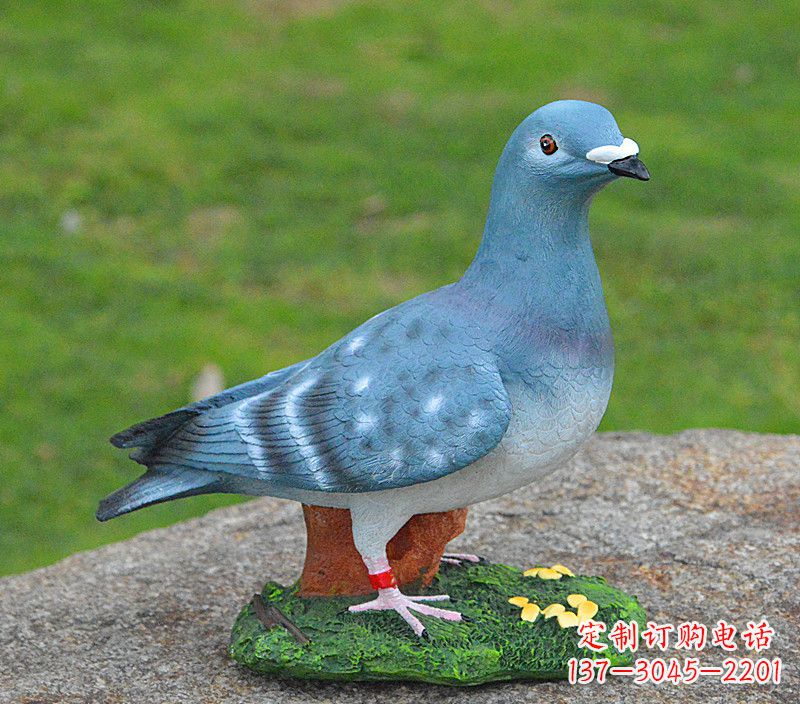 廊坊和平鸽传承着永恒的爱