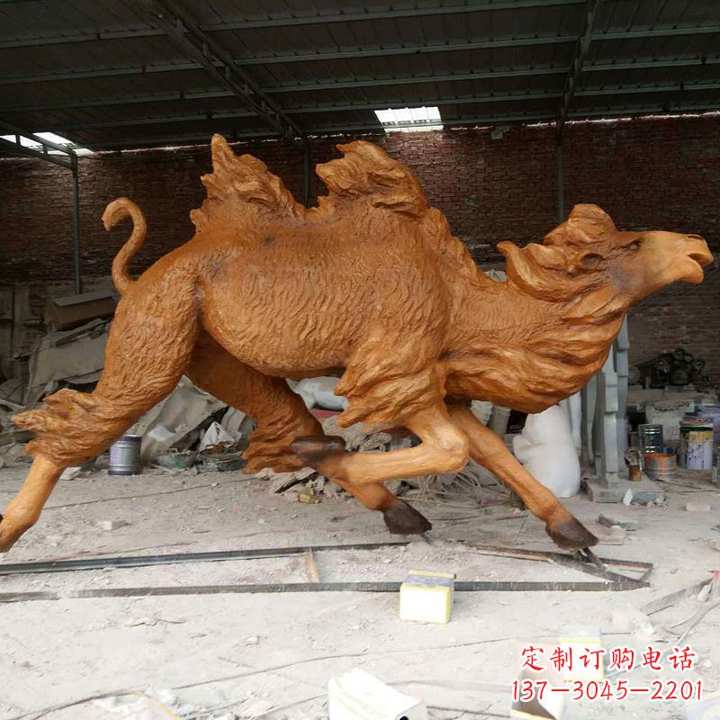 廊坊活力四射的骆驼