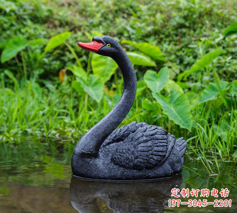 廊坊黑天鹅婉约鱼尾,完美呈现园林水塘水景