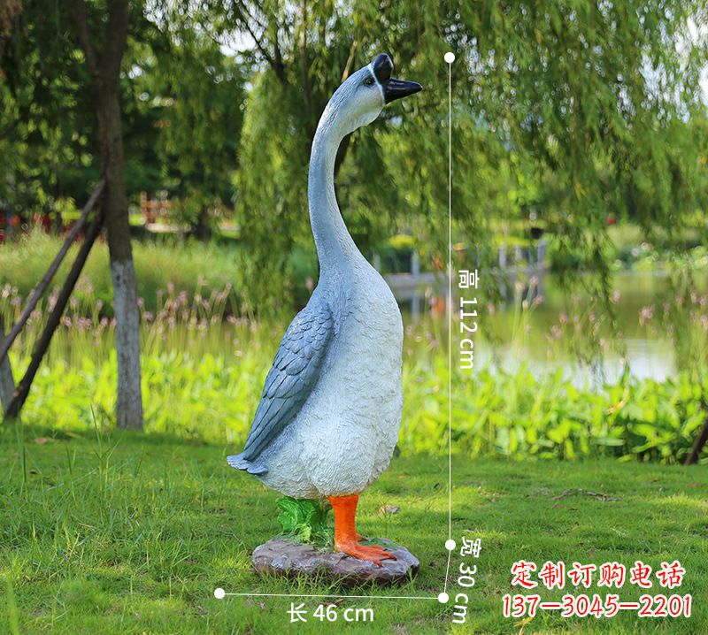廊坊站立立脖灰色天鹅